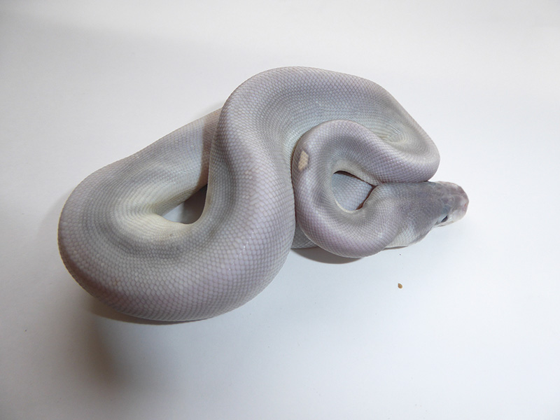 Ghost Mojave Super Cinnamon