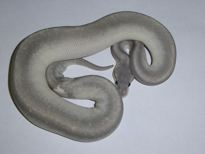 Ghost Mojave Super Cinnamon