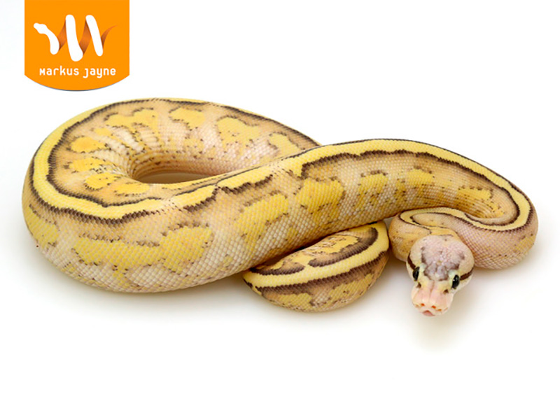 Ghost Pastel Specter Yellow Belly