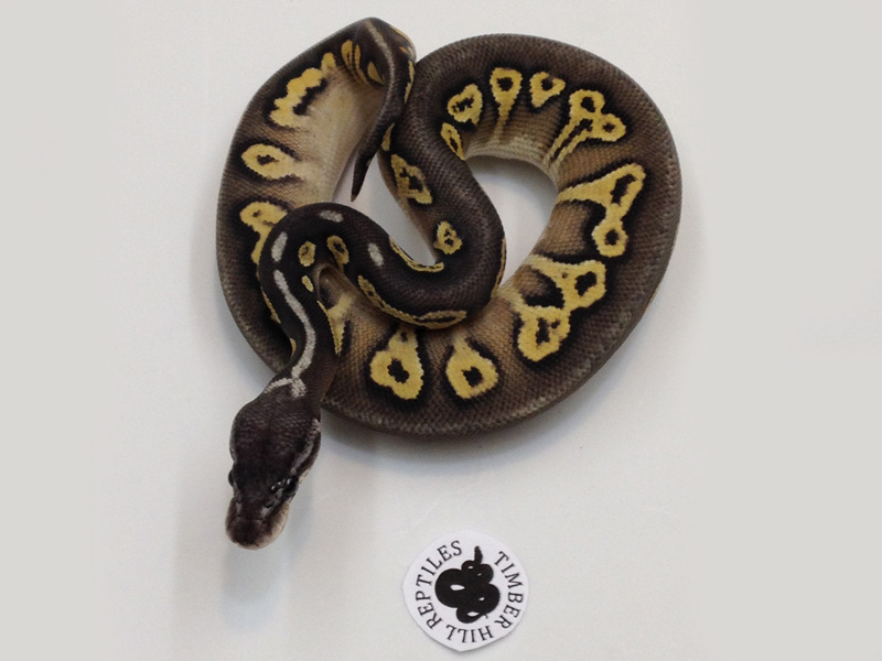 Ghost Pastel Super Black Head