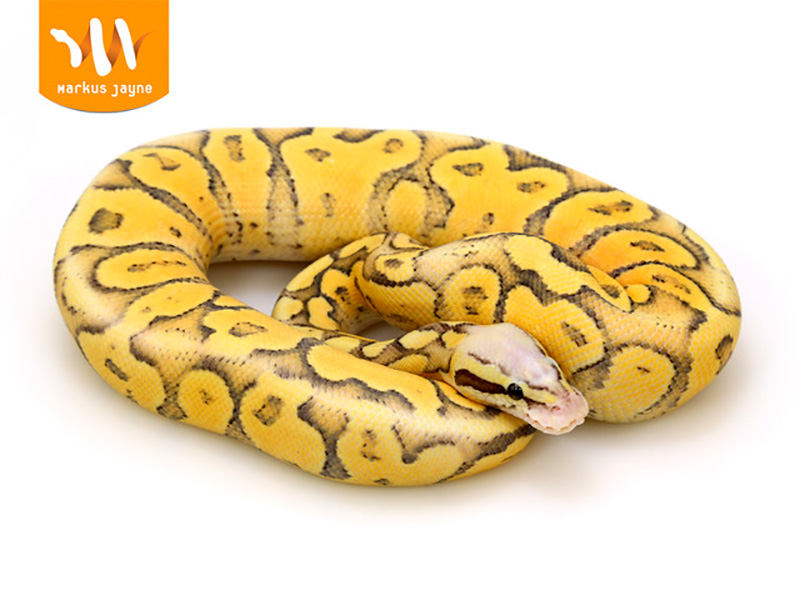 Ball Pythons For Sale. 