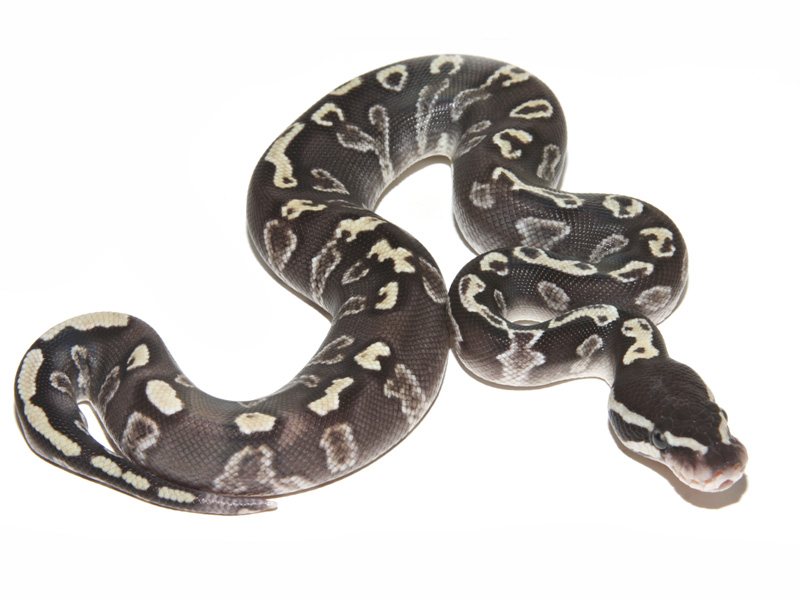 Goldblush Mojave Ghi