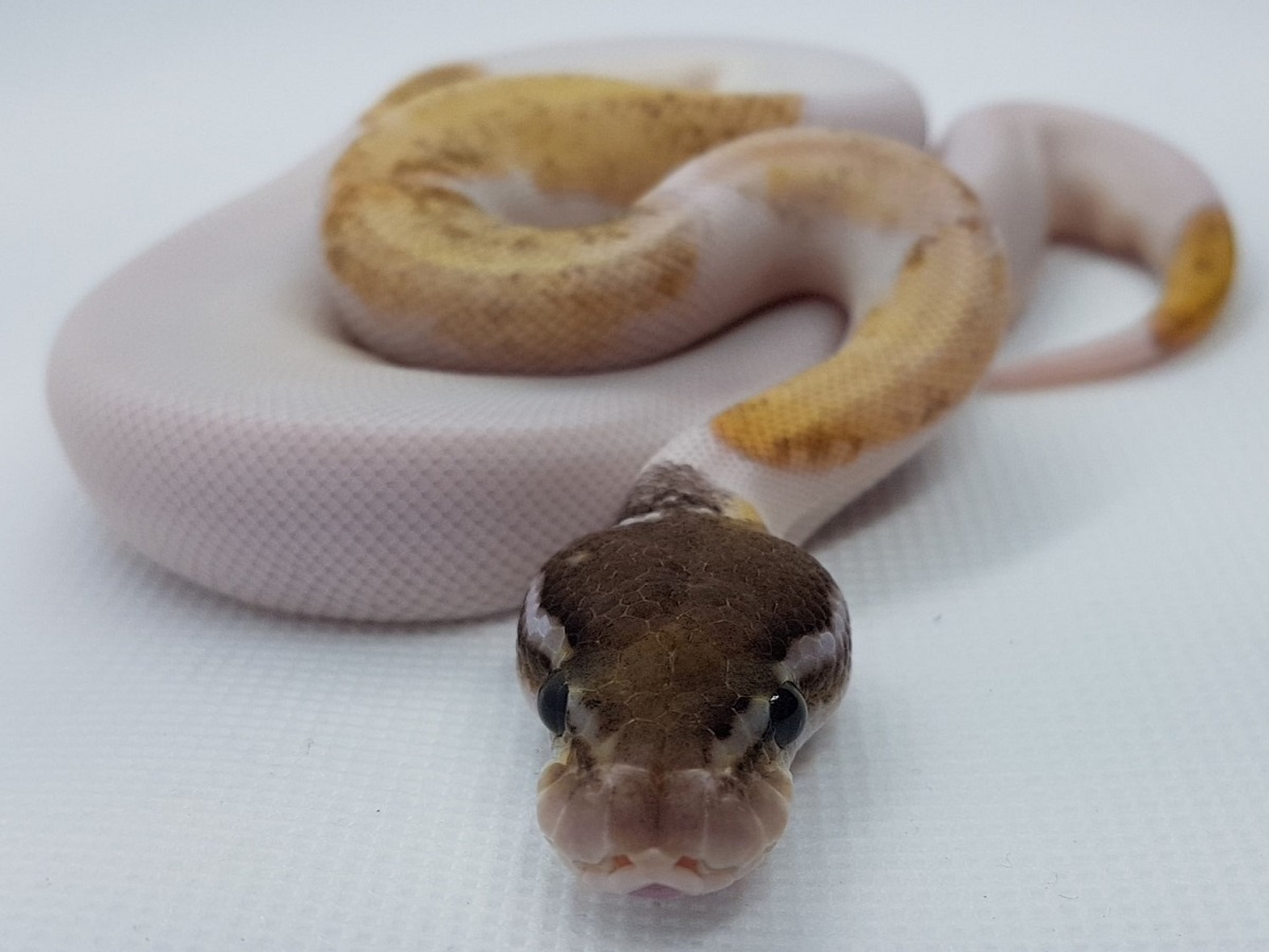 Granite (Co-Dom) Mojave Piebald