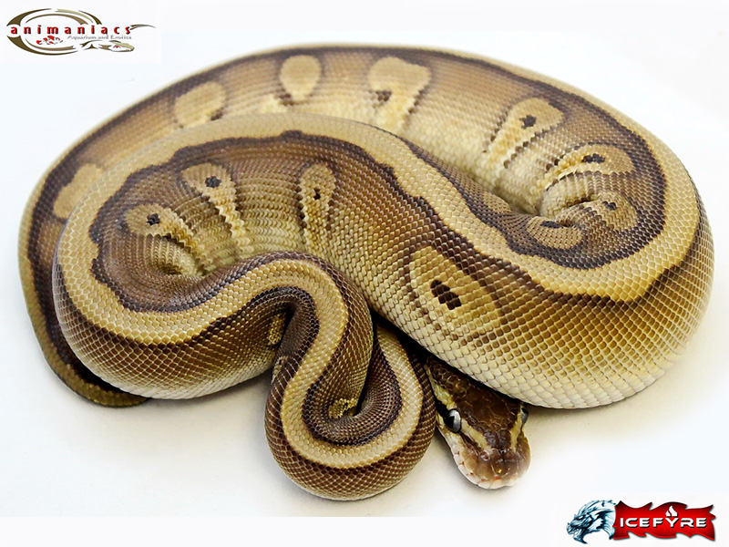 Granite Harlequin Hidden Gene Woma Mojave