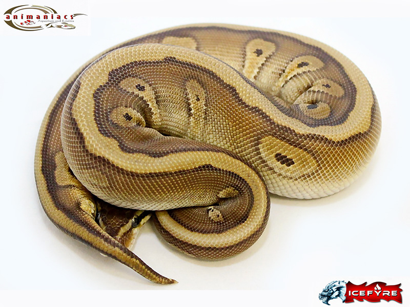 Granite Harlequin Hidden Gene Woma Mojave