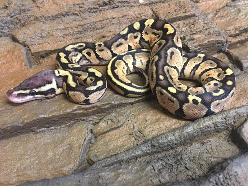 Granite Harlequin Pastel