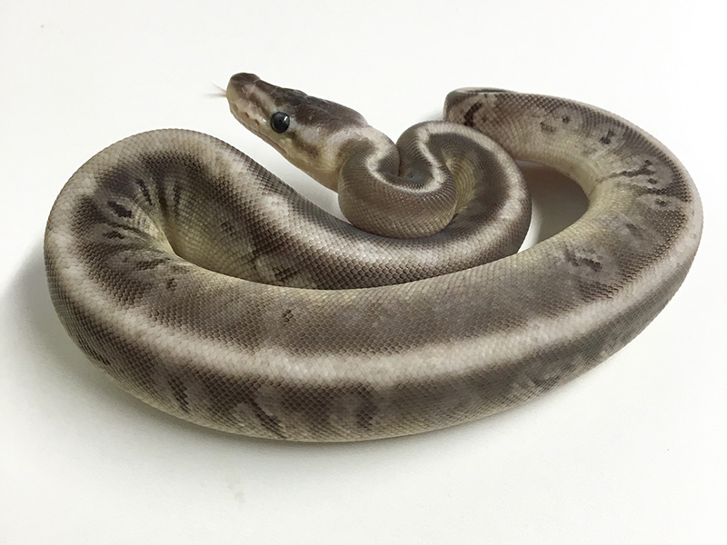 Granite Hidden Gene Woma Lemon Pastel Black Pastel Mojave