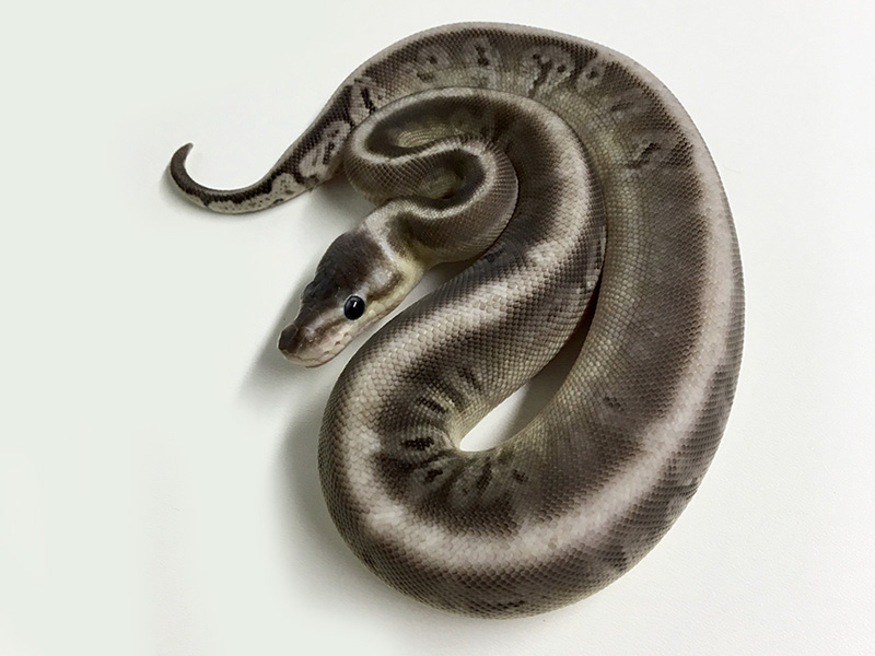 Granite Hidden Gene Woma Lemon Pastel Black Pastel Mojave