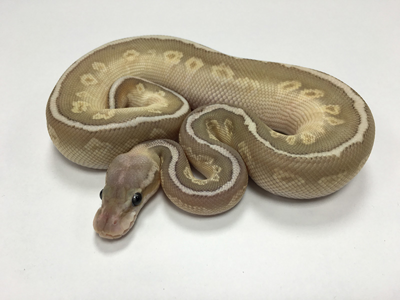 Granite Hidden Gene Woma Lesser Orange Ghost Pastel