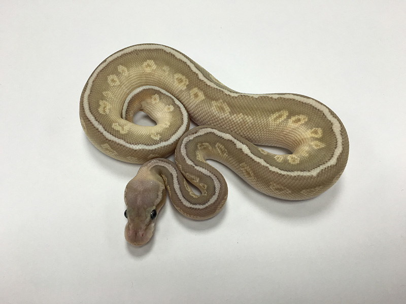 Granite Hidden Gene Woma Lesser Orange Ghost Pastel