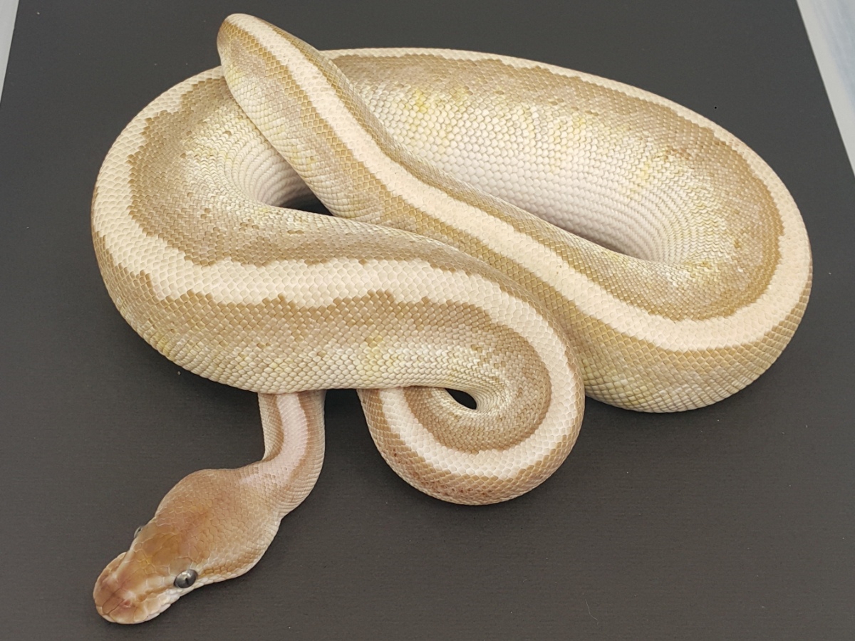 Granite Hidden Gene Woma Lesser Pinstripe Yellow Belly