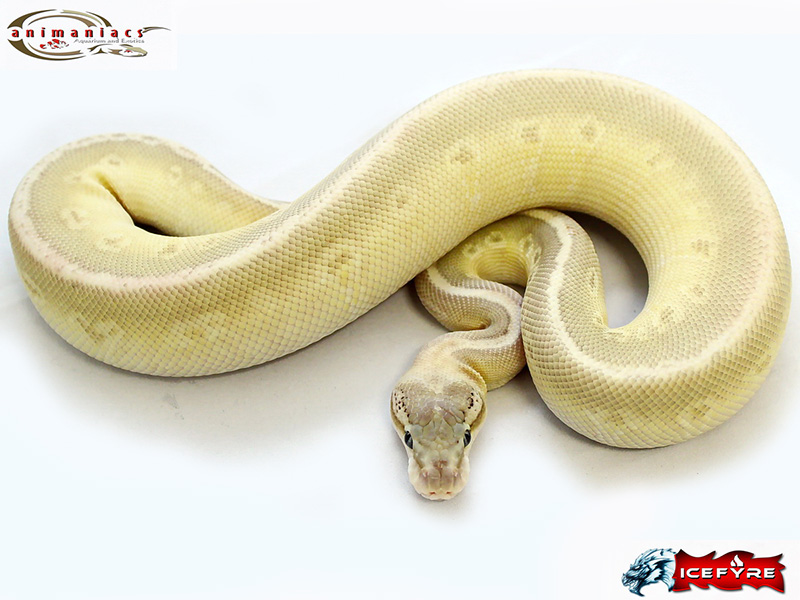 Granite Hidden Gene Woma Lesser Super Pastel Yellow Belly