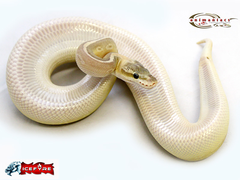 Granite Hidden Gene Woma Lesser Super Pastel Yellow Belly