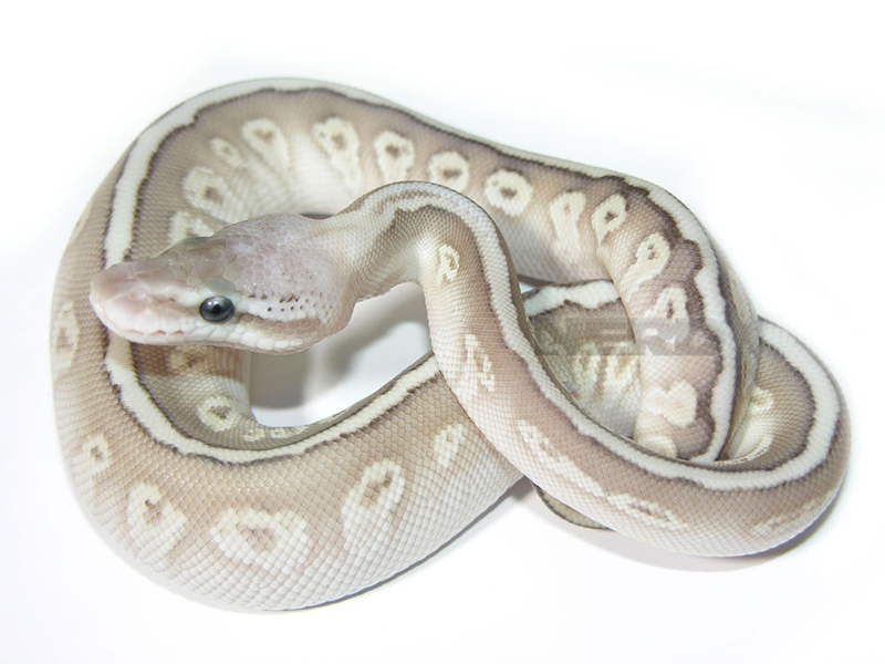 Granite Hidden Gene Woma Lesser Super Pastel