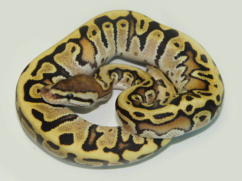 Granite Hidden Gene Woma Lucifer Yellow Belly