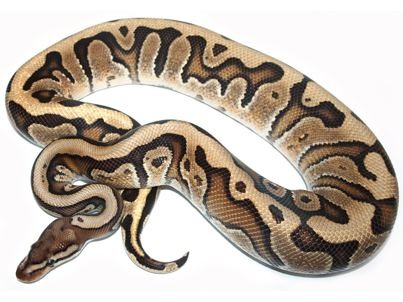 Granite Hidden Gene Woma Lucifer Yellow Belly