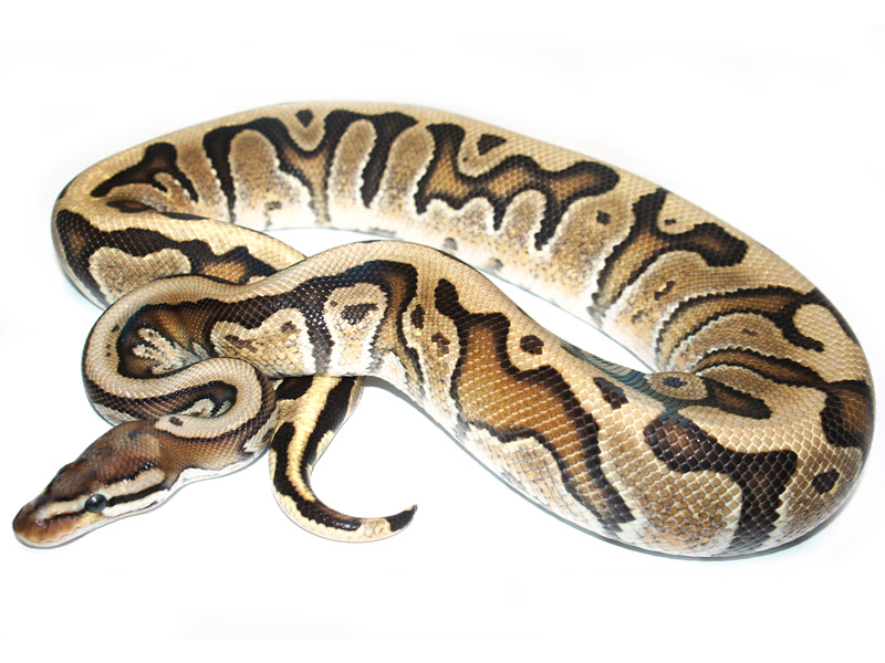 Granite Hidden Gene Woma Lucifer Yellow Belly