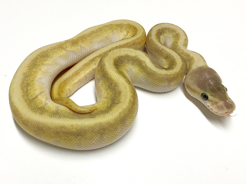 Granite Hidden Gene Woma Mojave Pastel Pinstripe