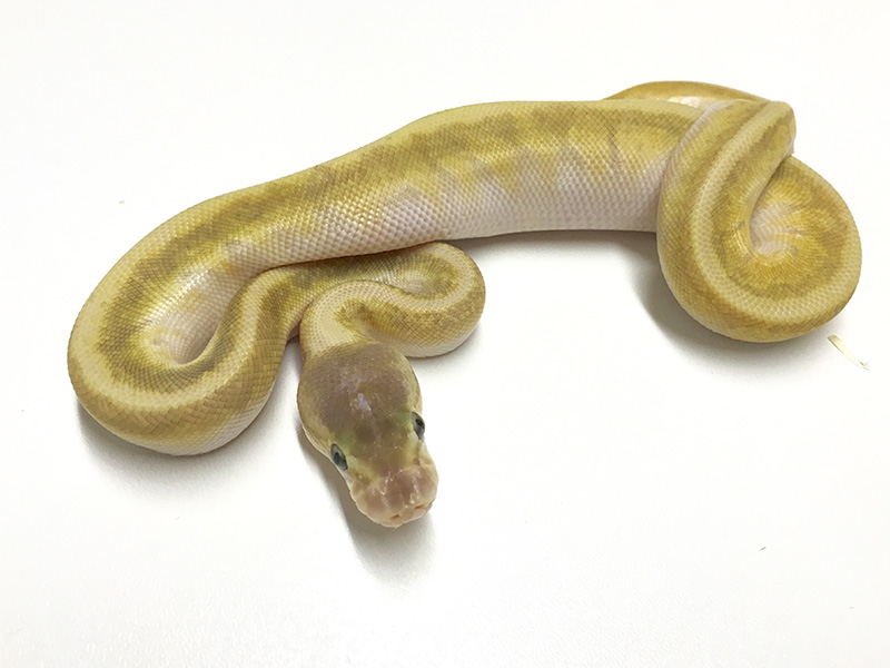 Granite Hidden Gene Woma Mojave Pastel Pinstripe