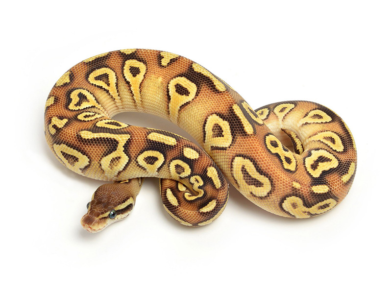 Granite Hidden Gene Woma Mojave Pastel Yellow Belly