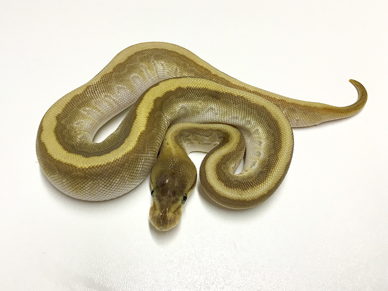 Granite Hidden Gene Woma Mojave Pinstripe