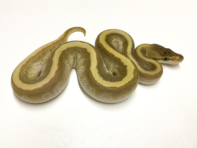 Granite Hidden Gene Woma Mojave Pinstripe