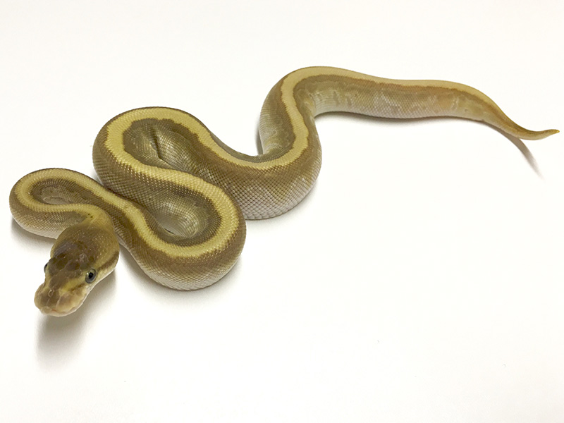 Granite Hidden Gene Woma Mojave Pinstripe