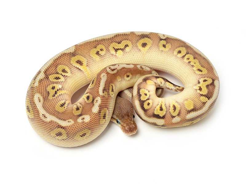 Granite Hidden Gene Woma Mojave Super Pastel Yellow Belly