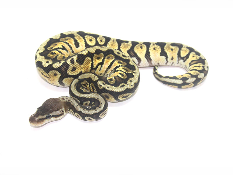 Granite Hidden Gene Woma Nova Pastel