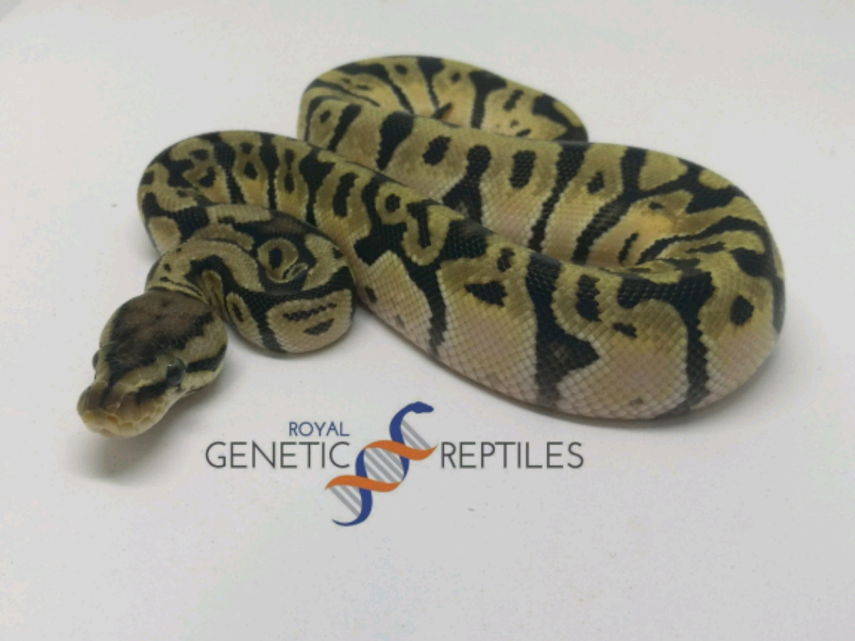 Granite Hidden Gene Woma Orange Dream Pastel