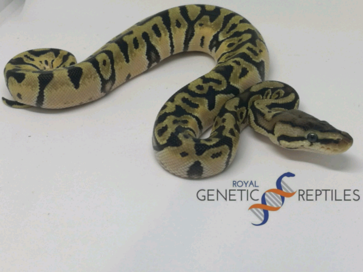 Granite Hidden Gene Woma Orange Dream Pastel