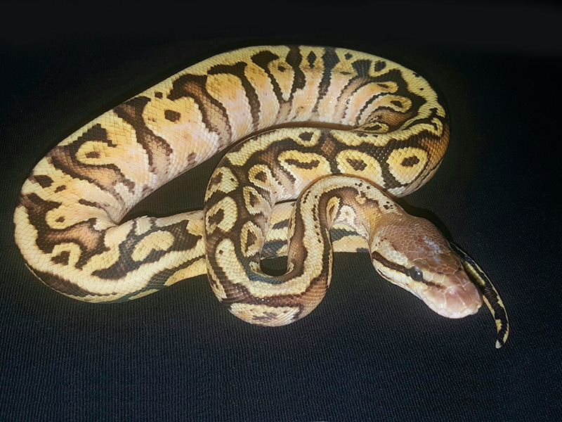 Granite Hidden Gene Woma Pastel Sulfur