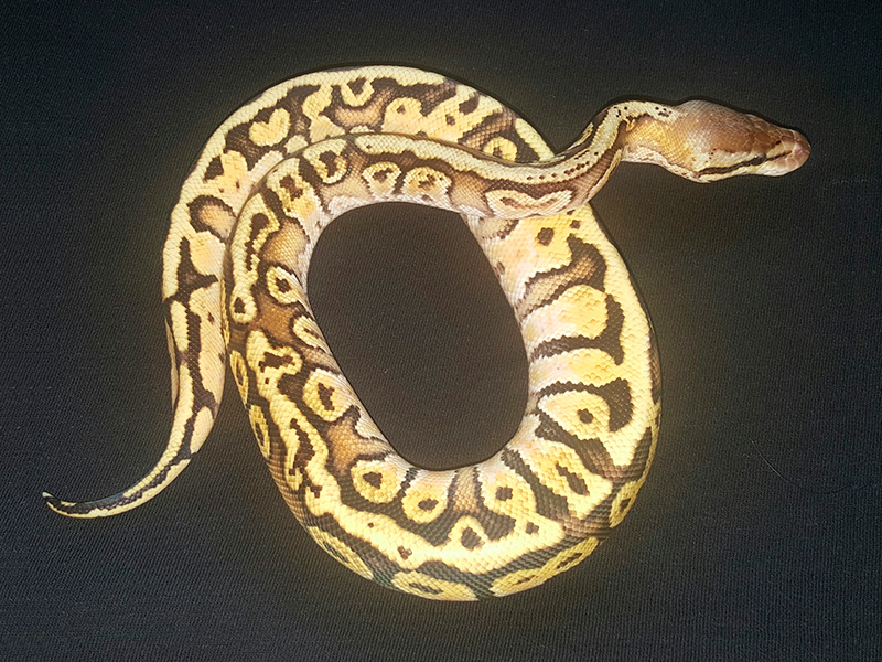 Granite Hidden Gene Woma Pastel Sulfur