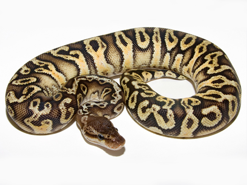 Granite Hidden Gene Woma Pastel