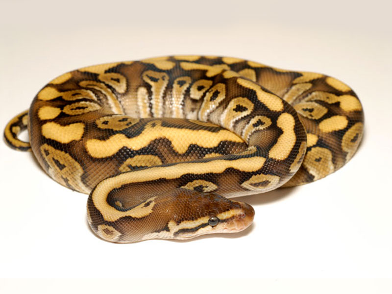 Granite Hidden Gene Woma Phantom