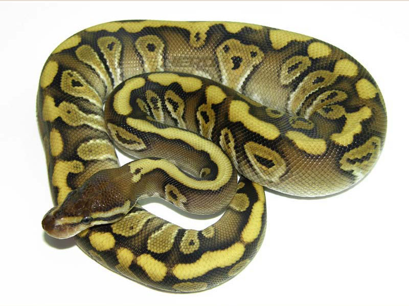 Granite Hidden Gene Woma Phantom