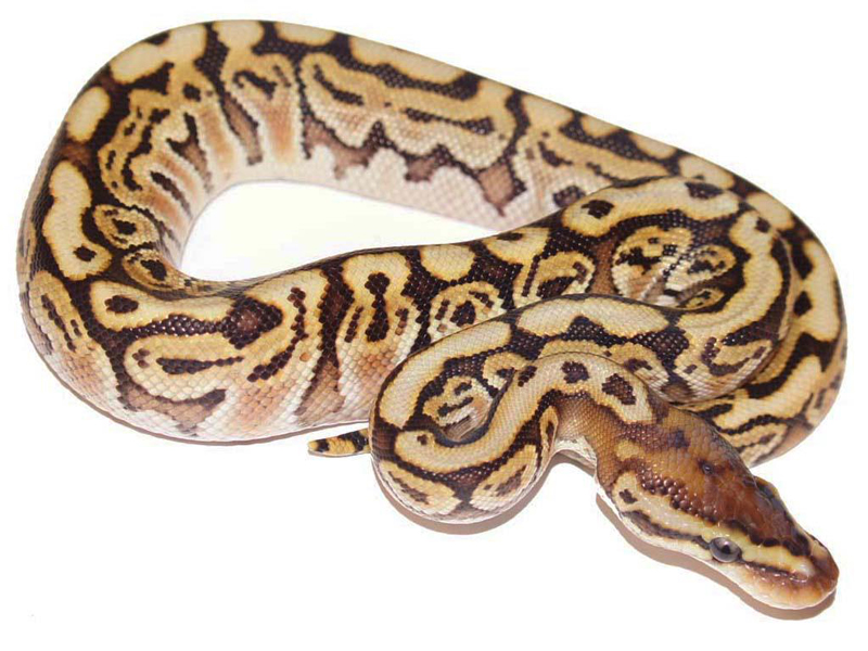 Granite Hidden Gene Woma Special