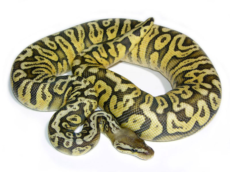 Morph List - World of Ball Pythons Morph List - World of Ball Pythons