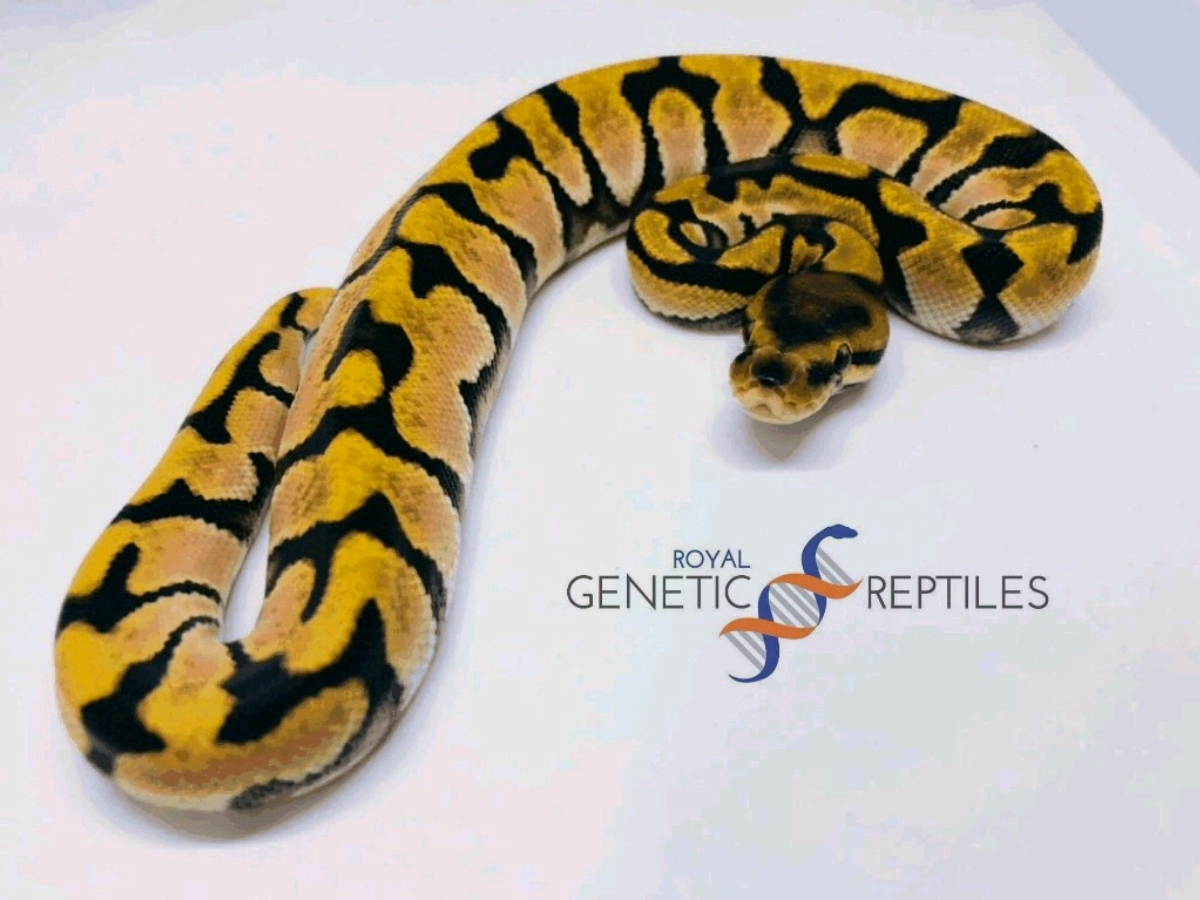 Granite Hidden Gene Woma Super Orange Dream