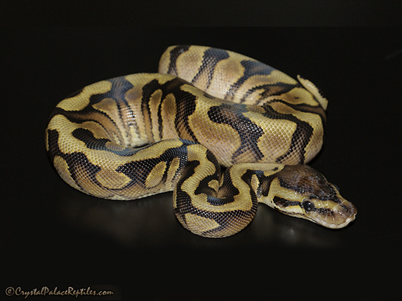 Granite Hidden Gene Woma Yellow Belly - Morph List - World of Ball Pythons