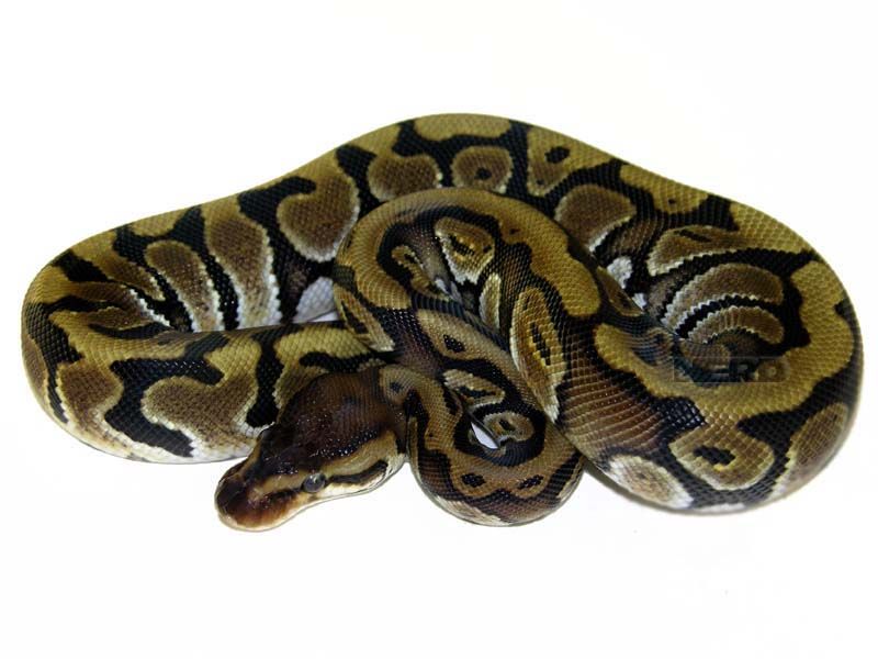 Granite Hidden Gene Woma