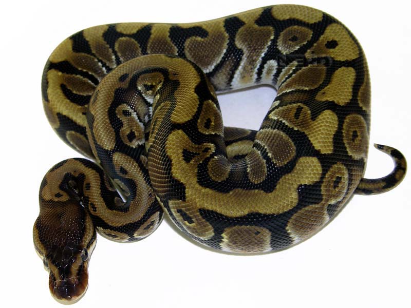 Granite Hidden Gene Woma