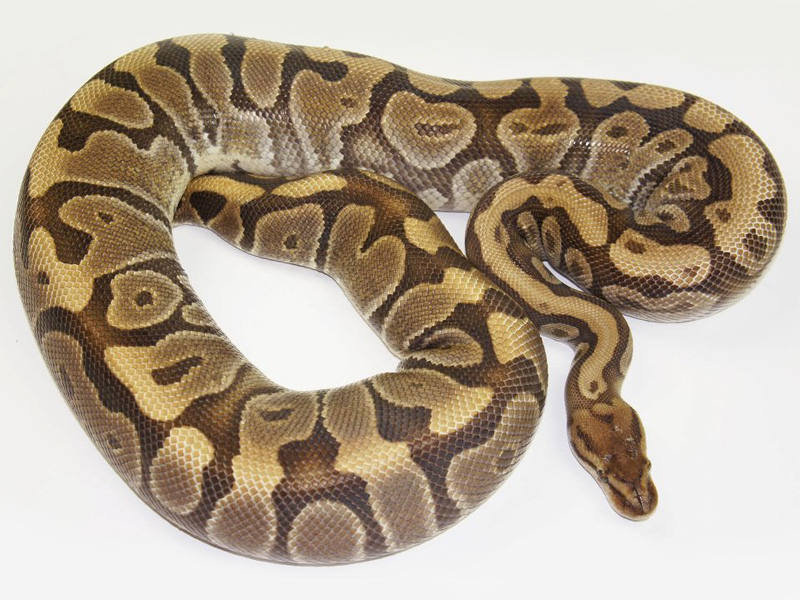 Granite Hidden Gene Woma