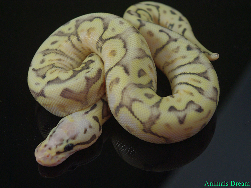 Granite Spider Super Pastel Yellow Belly