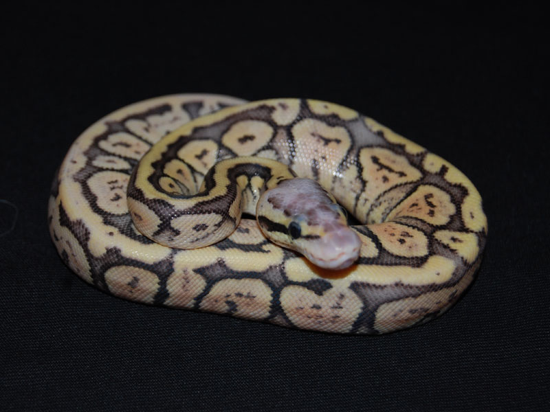 Granite Super Pastel