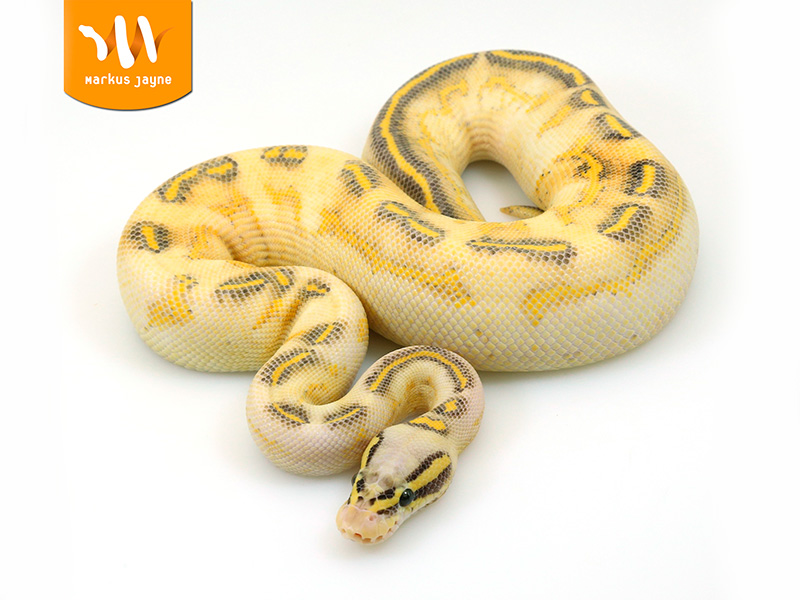 Gravel Citrus Pastel Yellow Belly