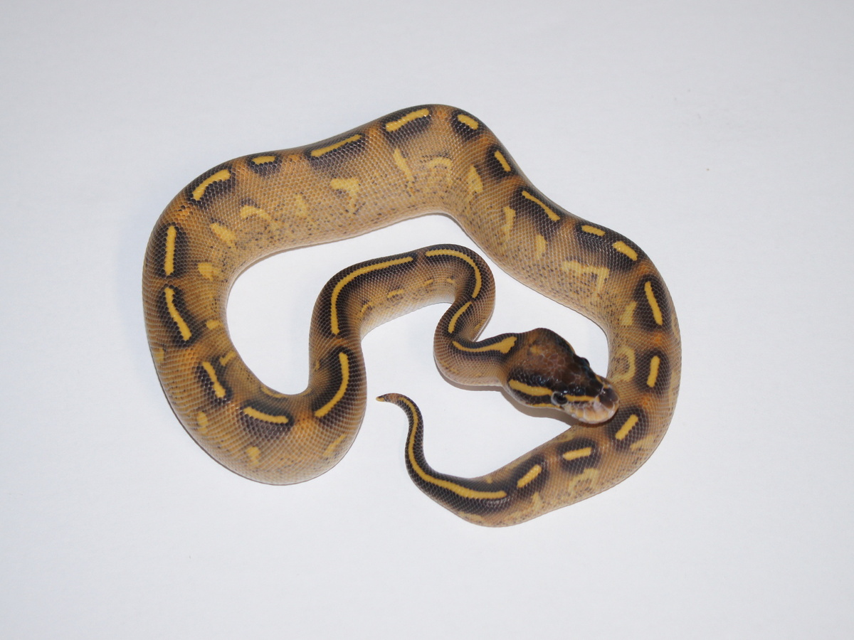 Morph list world of ball pythons