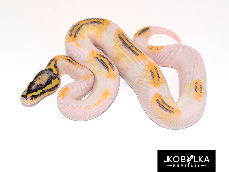 Gravel Pastel Piebald Yellow Belly