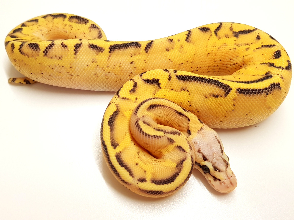 Yellow belly pastel ball python