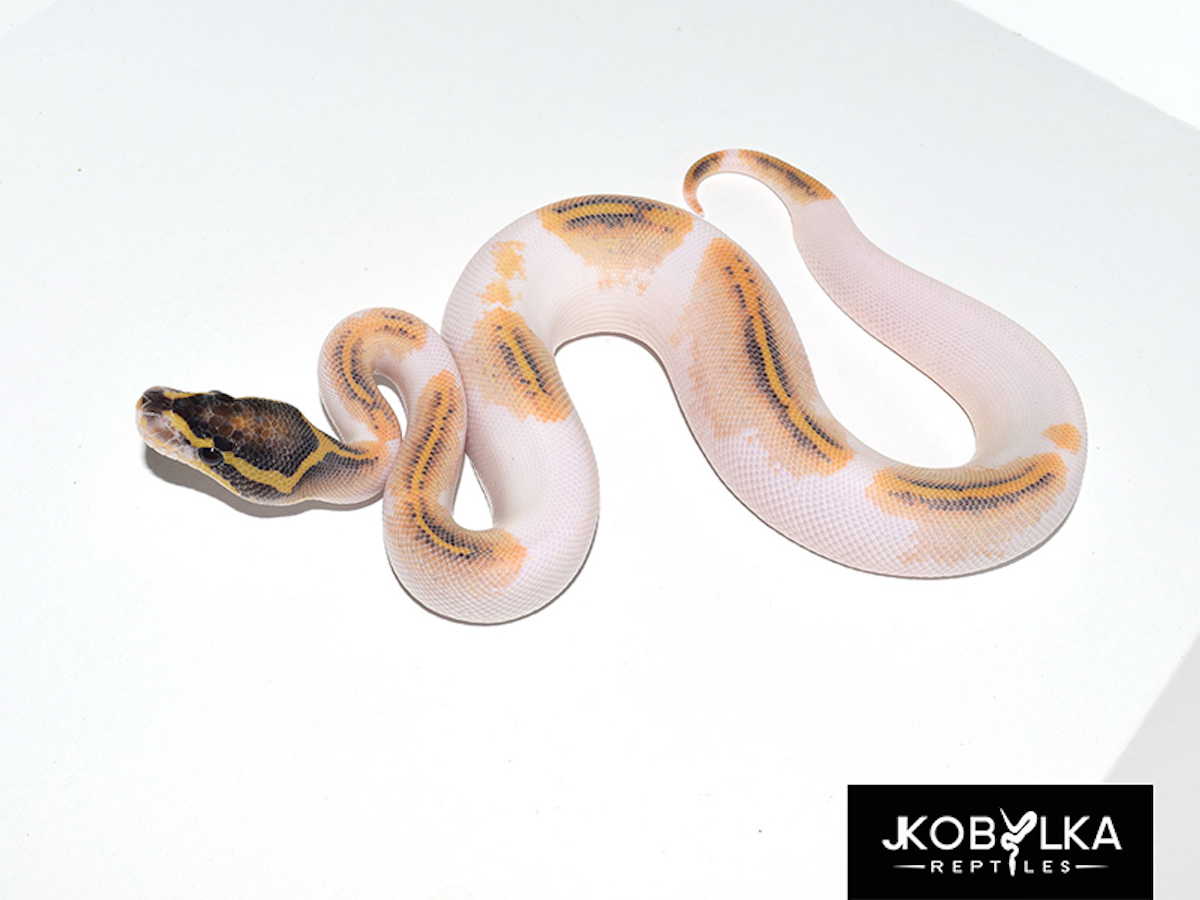 Gravel Piebald Yellow Belly